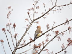 Bombycilla cedrorum