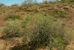 Calligonum litwinowii