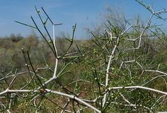 Calligonum litwinowii