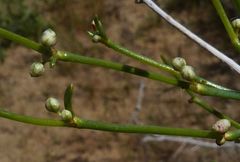 Calligonum litwinowii
