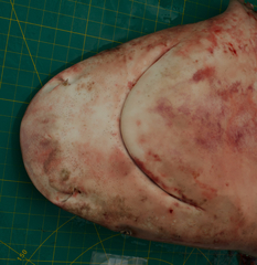 Carcharhinus amboinensis