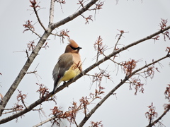 Bombycilla cedrorum