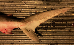 Carcharhinus amboinensis