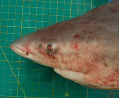 Carcharhinus amboinensis