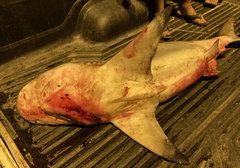 Carcharhinus amboinensis