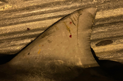 Carcharhinus amboinensis