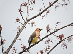 Bombycilla cedrorum