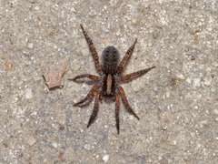 Trochosa sepulchralis