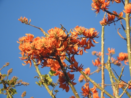 Erythrina poeppigiana - Whole tree