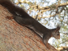 Sciurus vulgaris