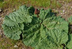 Rheum maximowiczii