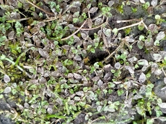 Lobelia perpusilla