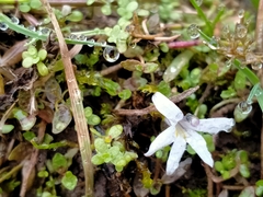 Lobelia perpusilla