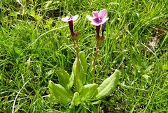 Primula fedtschenkoi