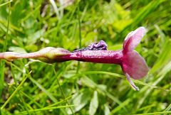 Primula fedtschenkoi