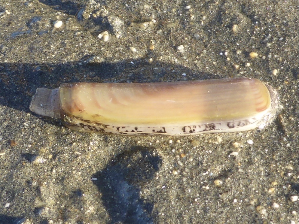 sickle jackknife