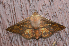 Monodecus