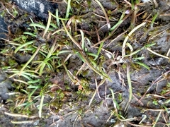 Leptinella maniototo