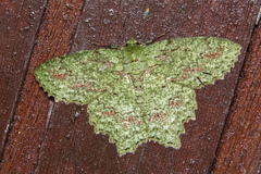 Herochroma urapteraria