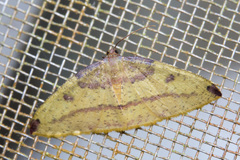Heterolocha biplagiata