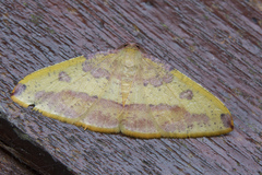 Heterolocha biplagiata