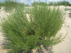 Artemisia arenaria