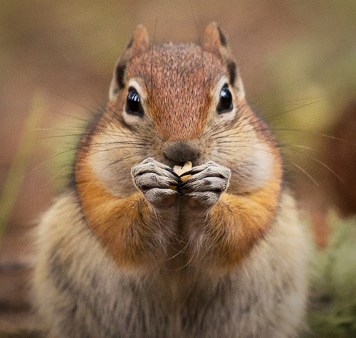 Common Golden-mantled Ground Squirrel photographed in New Mexico