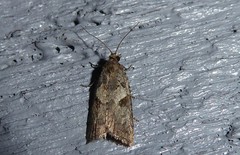Harmologa