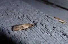 Harmologa