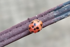 Harmonia octomaculata