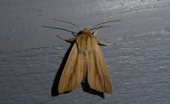 Ichneutica semivittata