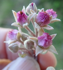Rubus ludwigii