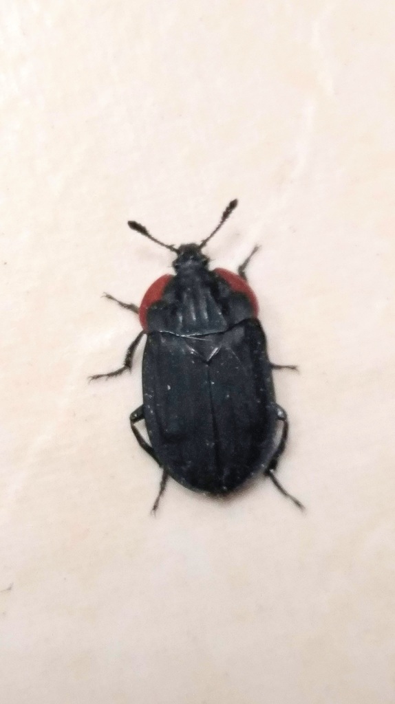 Oiceoptoma nakabayashii