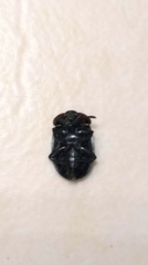Oiceoptoma nakabayashii