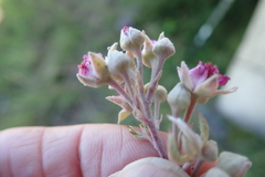 Rubus ludwigii