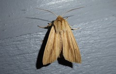 Ichneutica semivittata
