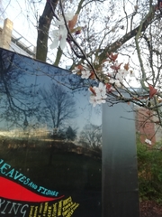 Prunus cerasifera pissardii