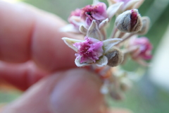 Rubus ludwigii