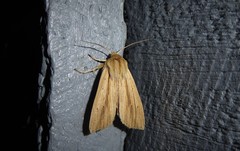 Ichneutica semivittata