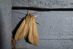 Ichneutica semivittata