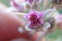 Rubus ludwigii