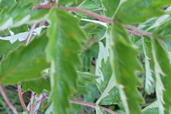 Rubus ludwigii