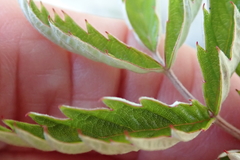Rubus ludwigii