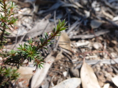 Pultenaea pedunculata