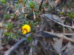 Pultenaea pedunculata