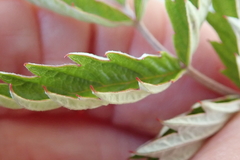 Rubus ludwigii
