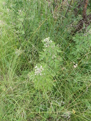 Rubus ludwigii