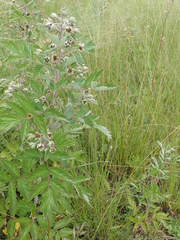 Rubus ludwigii