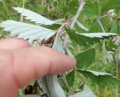Rubus ludwigii