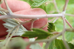 Rubus ludwigii